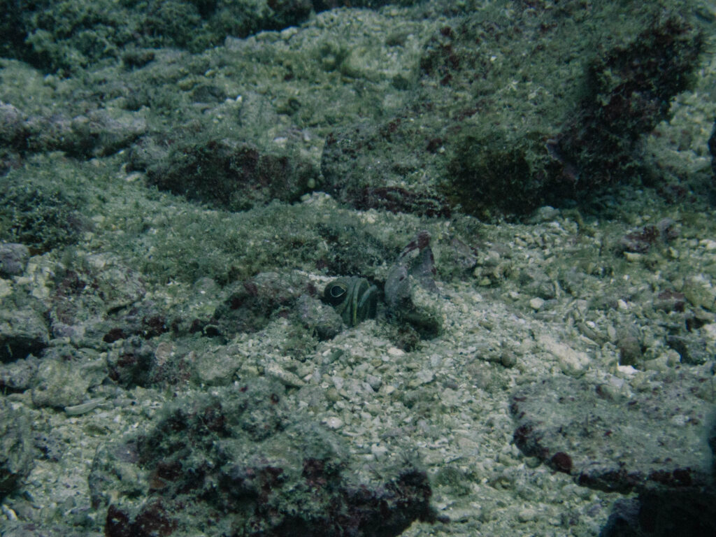 沖縄 ダイビング