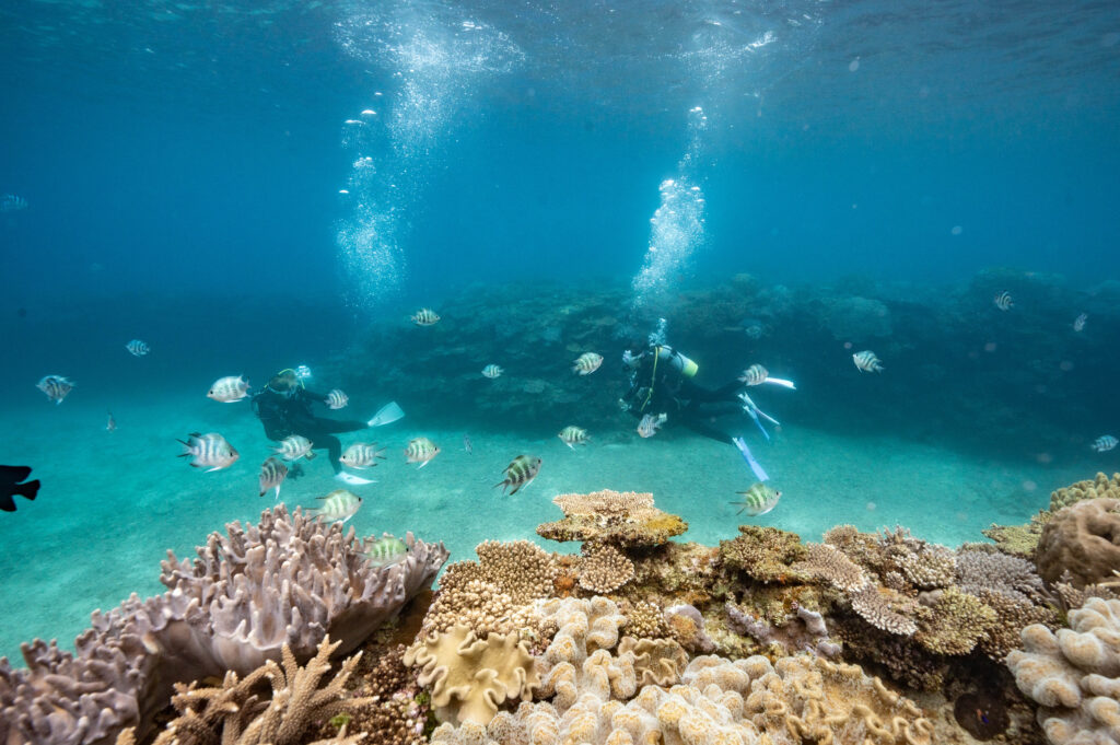 沖縄 ダイビング