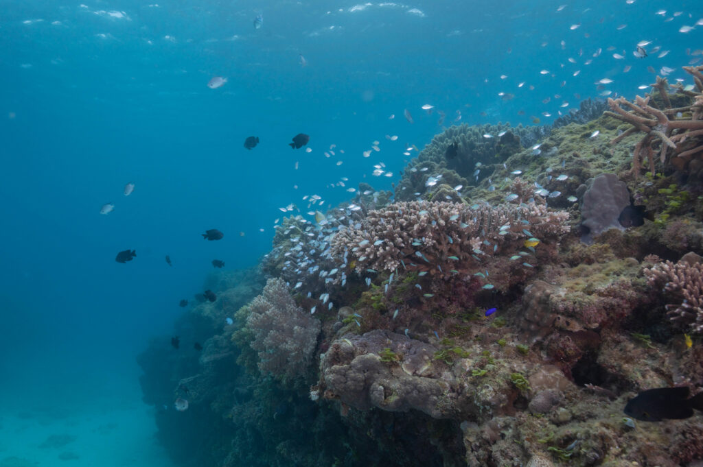 沖縄 ダイビング