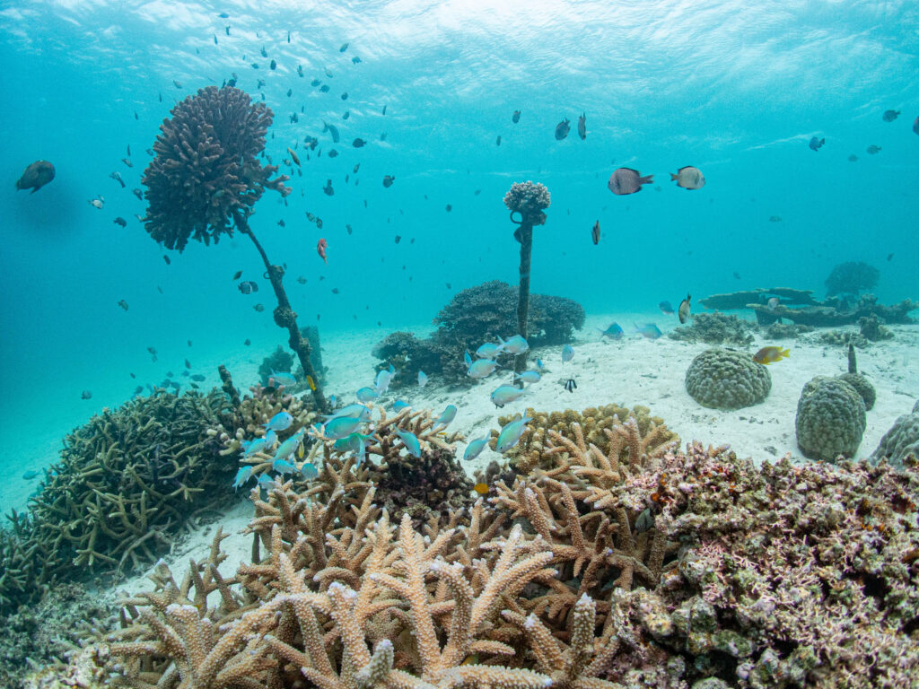 恩納村 ダイビング