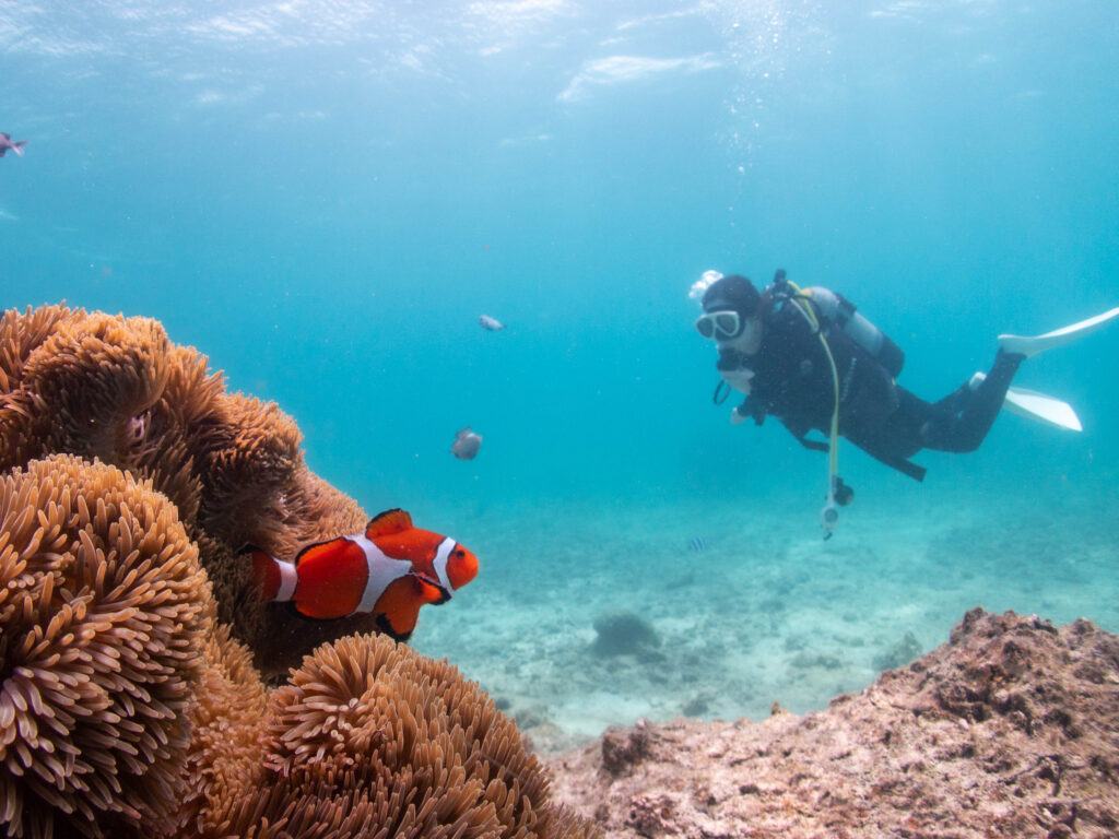 恩納村 ダイビング