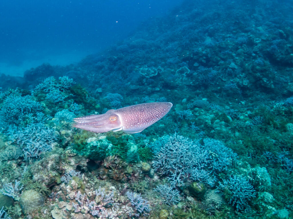 沖縄 東海岸 ダイビング