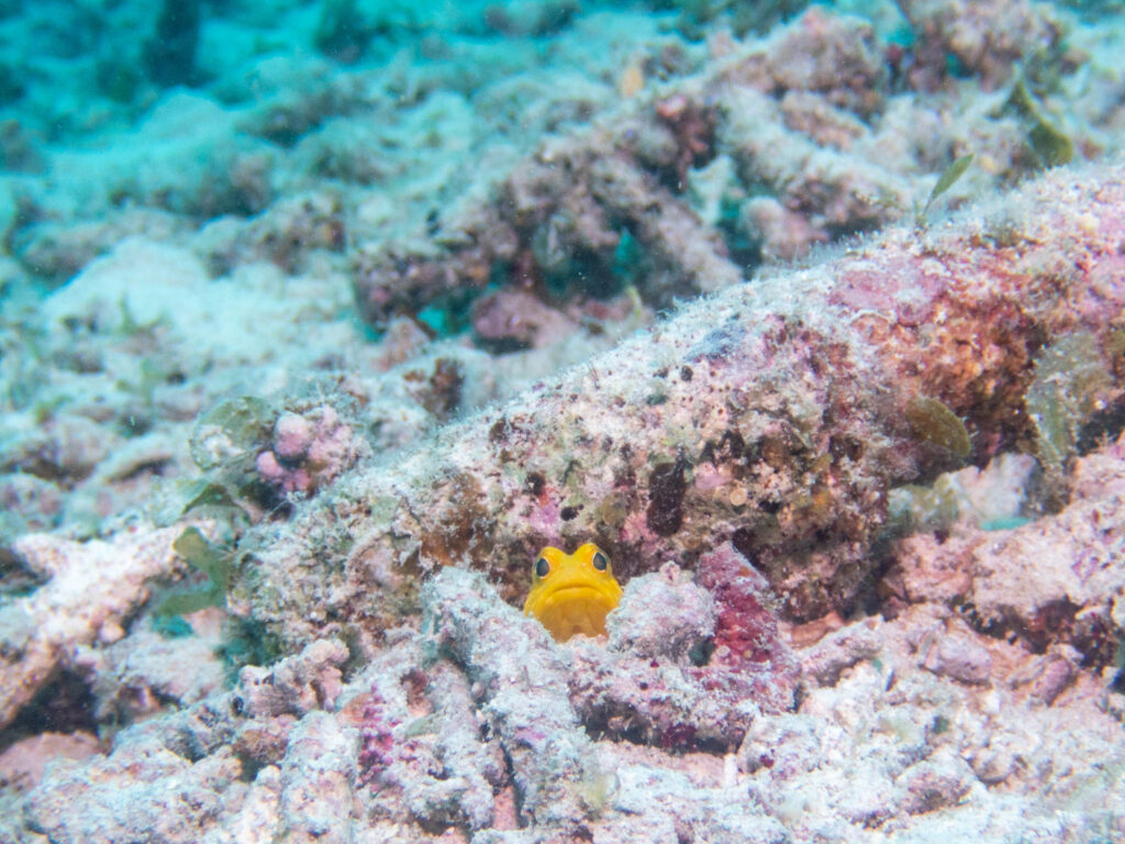 沖縄 東海岸 ダイビング