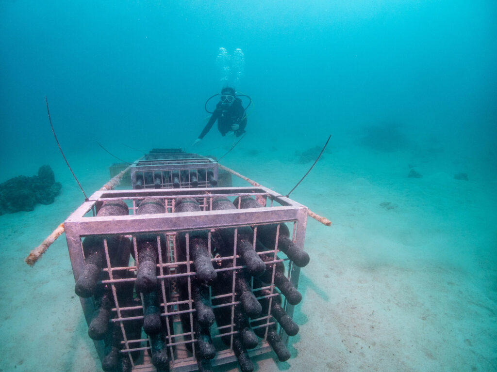 沖縄 東海岸 ダイビング