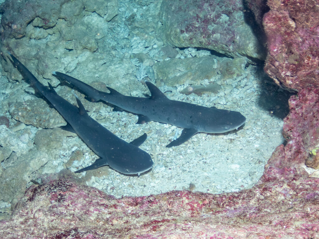 恩納村　ダイビング