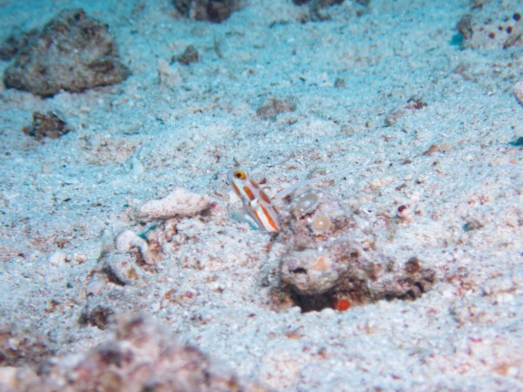 水納島 ダイビング
