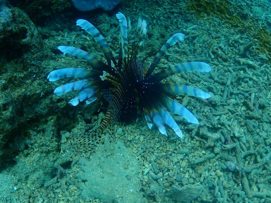 砂辺 オープンウォーター講習