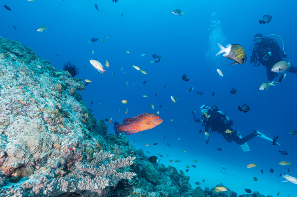 水納島 ダイビング